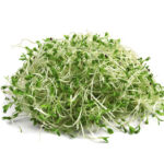 Germinado de alfalfa