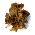 Setas angula del monte