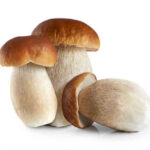 Seta boletus bandeja 350gr