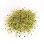 Germinado de cebolla