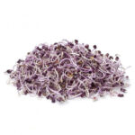 Germinado de col lombarda