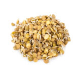 Germinado de lentejas