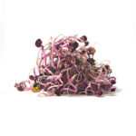 Germinado de rábano