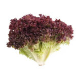 Lechuga roja hoja de roble