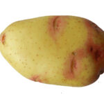 Papas King Edward