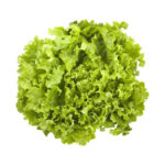 Lechuga batavia