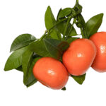 Mandarina queen cal encajada