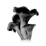 Setas Trompeta de la muerte