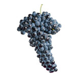 Uva de mosto (tempranillo)